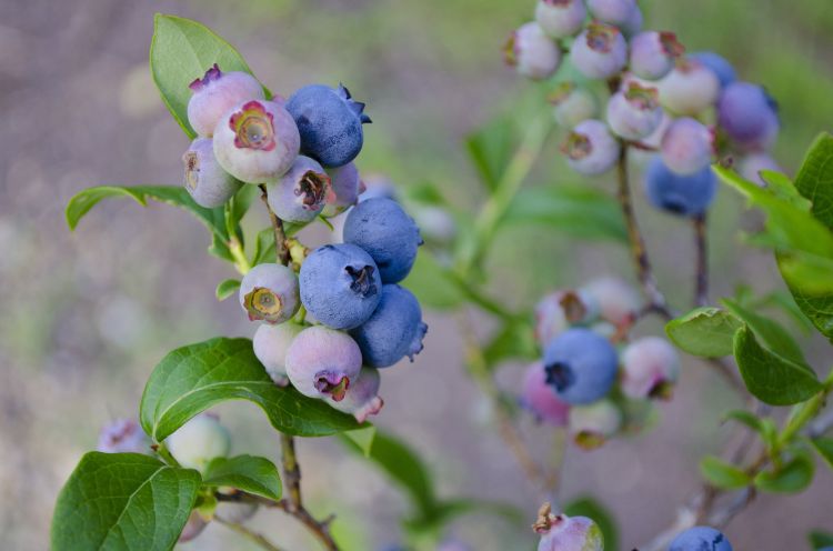 Blueberries