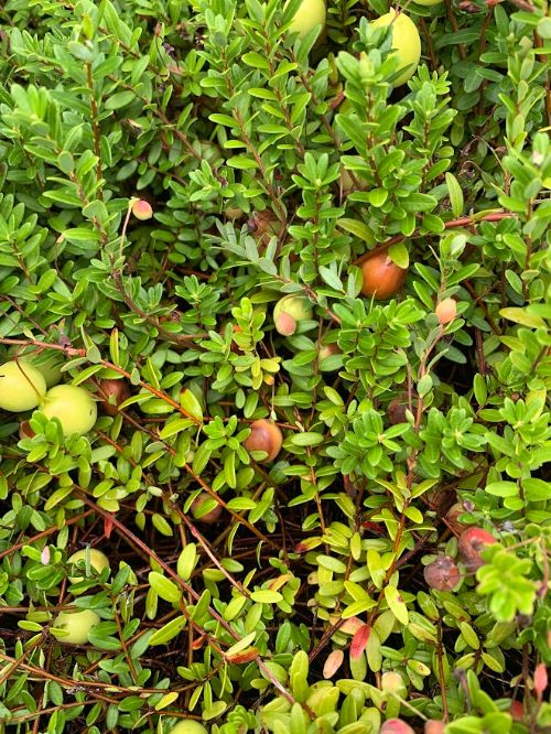 Cranberries with rot damage.