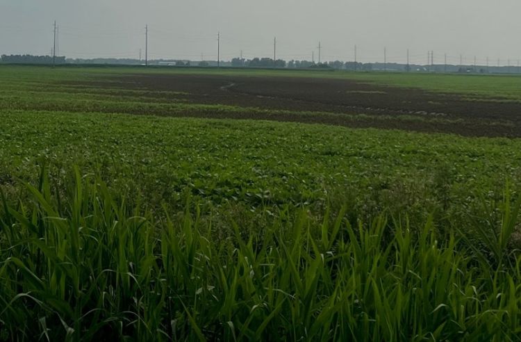 Waterlogging of dry beans