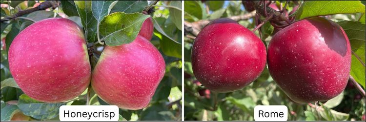 Honeycrisp and Gala apples