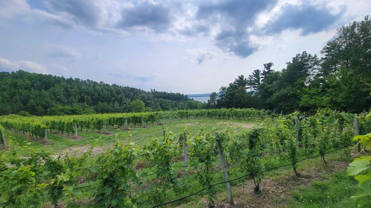 grape vines in a field