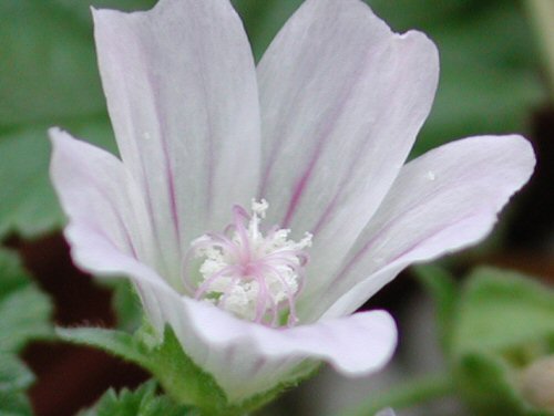  common mallow6.jpg 