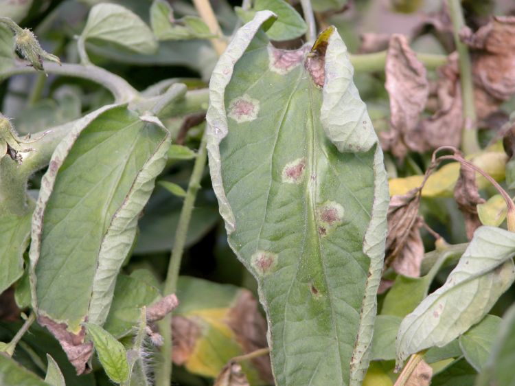 Photo 1. Late blight lesions on tomato foliage. All photos by Mary Hausbeck, MSU