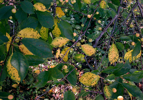  Most striking symptom is the yellowing of older leaves prior to dropping off the tree. 