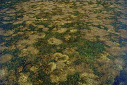  gray snow mold 2.jpg 