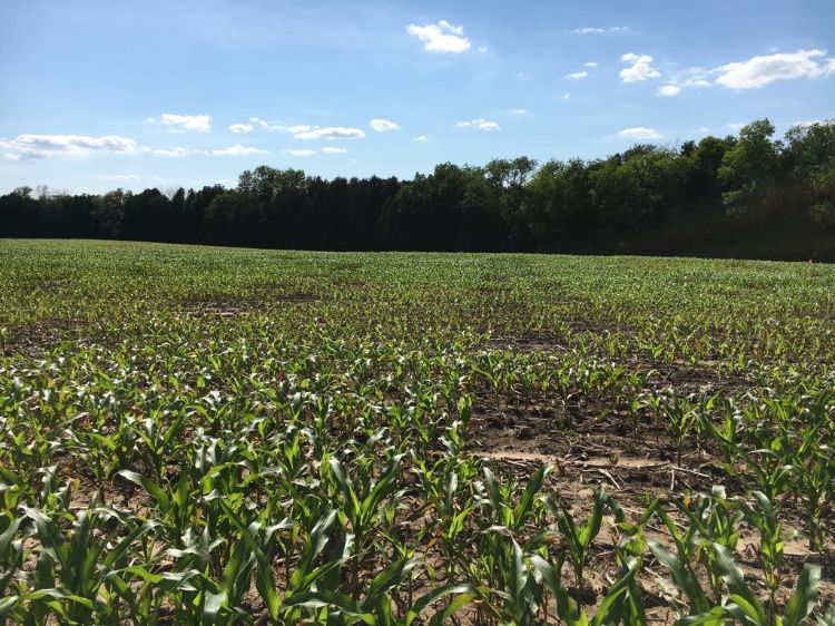 Flood damaged corn field