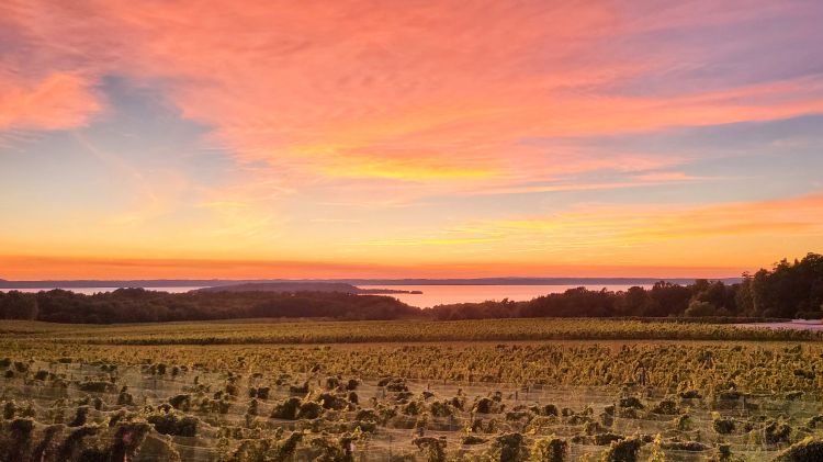 A sun setting over a vineyard.