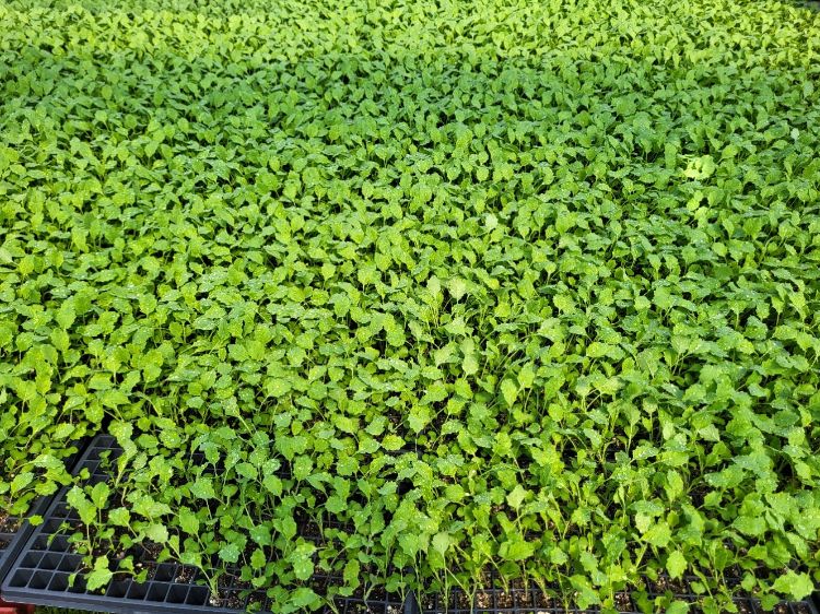 Multiple flats of kohlrabi plants.