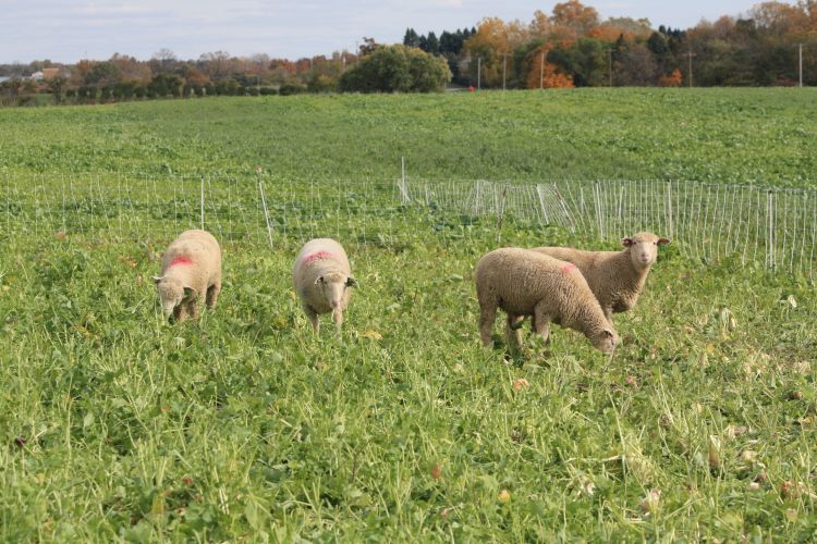 Cover crops planted after wheat harvest, such as this brassica mixture, can provide extra forage for cattle and sheep during the off season for row crops.