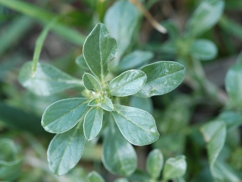  Prostrate Pigweed4.jpg 