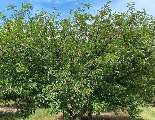 Tart cherry tree