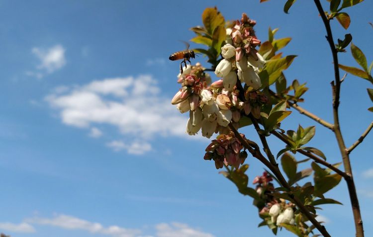 Honey bee on blueberry