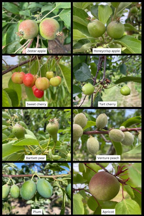 Stage of tree phenology for apple, pear, sweet cherry, tart cherry, peach and apricot