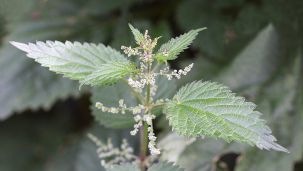 stinging nettle