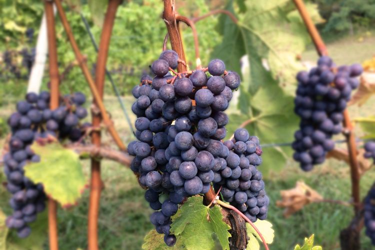 Purple grapes on a vine