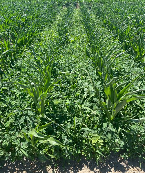 Weeds emerging in a corn field.