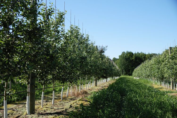 trees and grass in rows