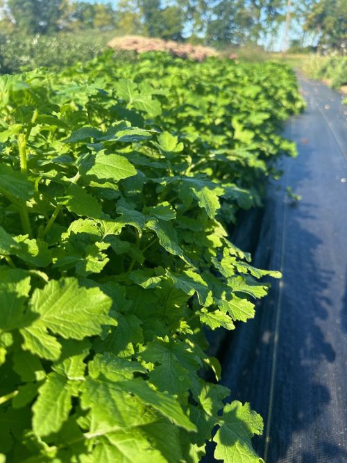 green foliage next to black plastic