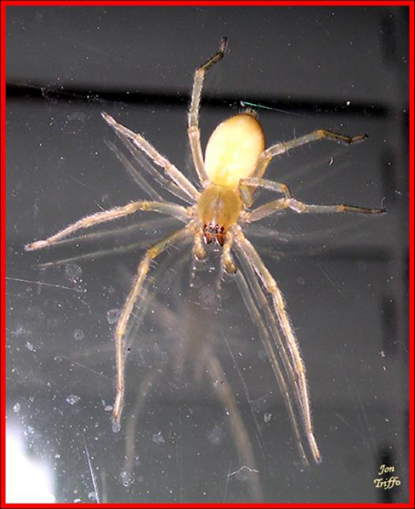 yellow sac spider