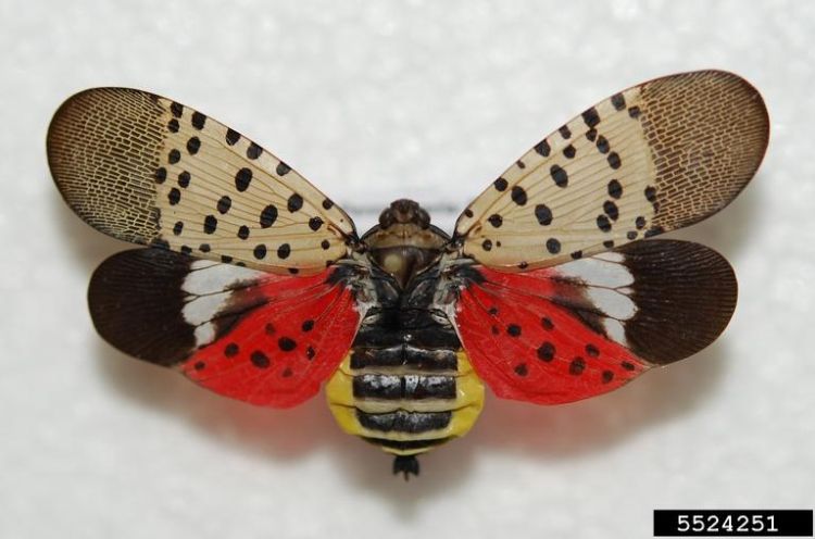 At rest, the hind wings are hidden under the speckled grey-brown forewings. | Photo by Lawrence Barringer, Pennsylvania Department of Agriculture, Bugwood.org