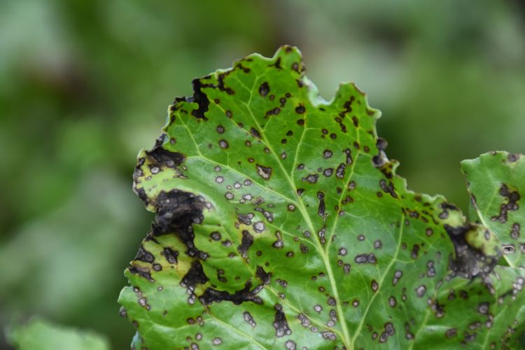 A sugarbeet leaf with black, curled edges, symptoms of Cercospora leaf spot.