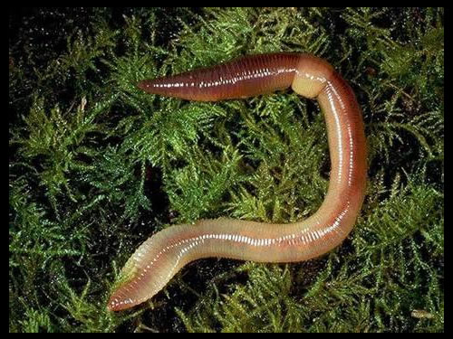 Earthworm 