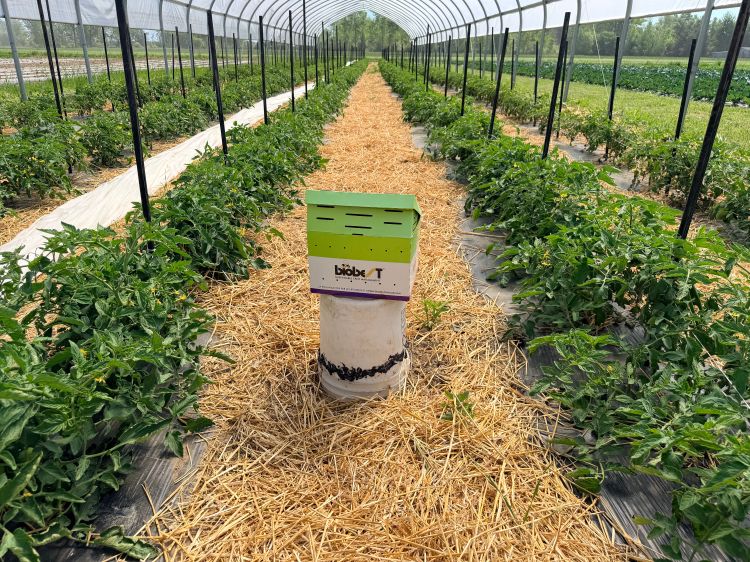An apiary sitting between rows of high tunnel tomatoes. Fresh straw covers the ground between the rows.