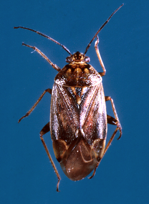 Adult is brown and the extremities of its wings are translucent with a cream-colored triangular plant on its back. 