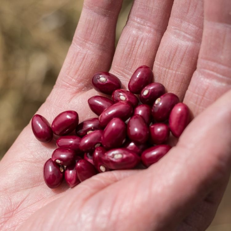 Jim Kelly inspects harvested beans on a farm in the Gicumbi district of Rwanda. Photo by Kurt Stepnitz