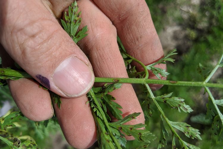 Petiole lesions on carrots