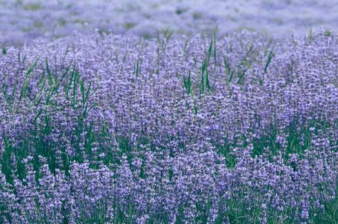 Field of lavender flowers
