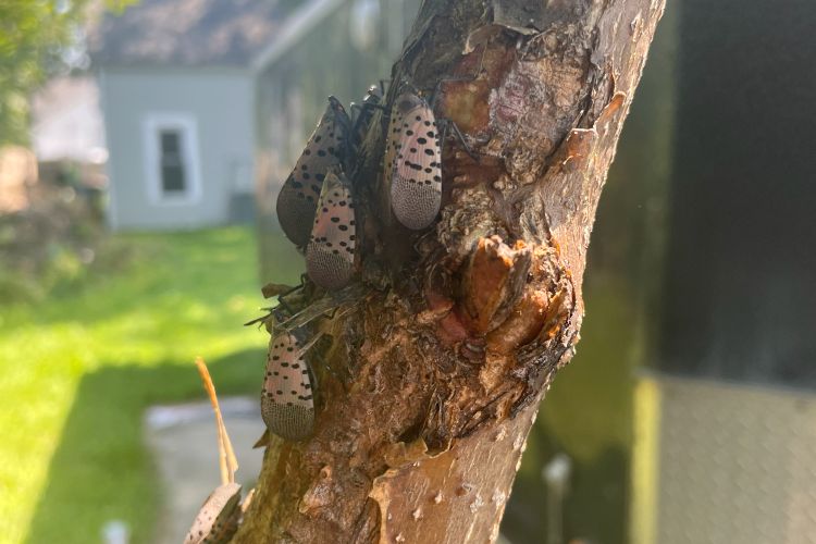 Spotted lanternfly adults perched on a tree.