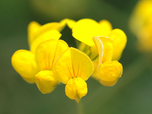  Birdsfoot Trefoil3.jpg 