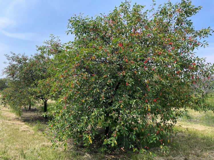 A cherry tree.