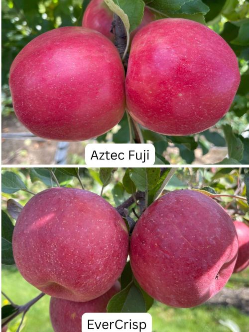 Aztec Fuiji and EverCrisp apple fruit
