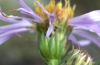 Smooth blue aster