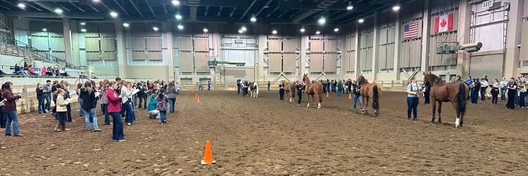Youth lined up on one side of an arena looking at a set of horses on the halter.