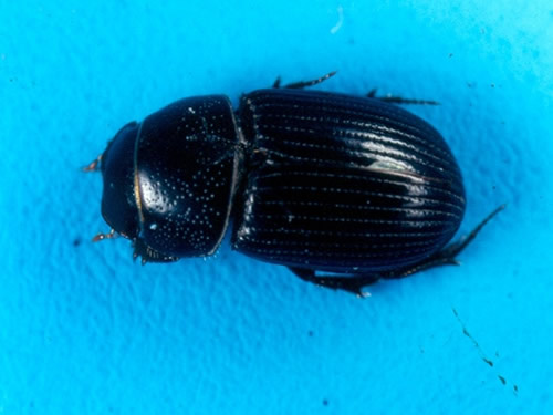 Ataenius Beetle 