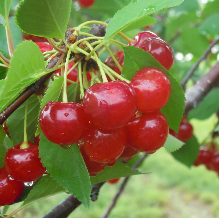 Cherries on cherry tree.