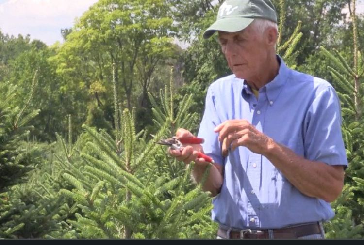 A man in a blue shirt holding red pruners to prune the top of a young Christmas tree.