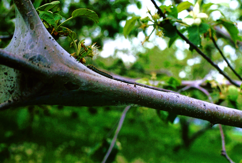 Silken tents built between branches by the caterpillars.