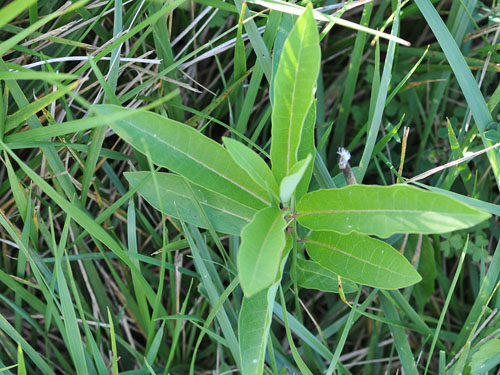  Milkweed1.jpg 