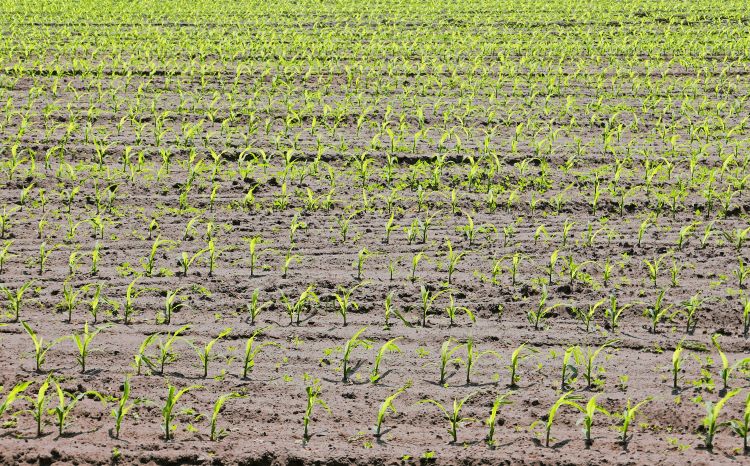 Rows of corn starting to emerge from the ground.