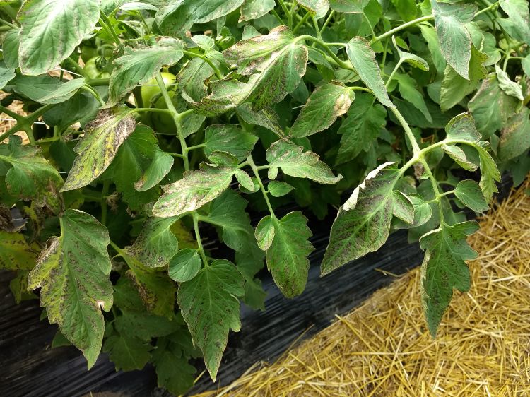 Potassium and magnesium deficient tomato plants