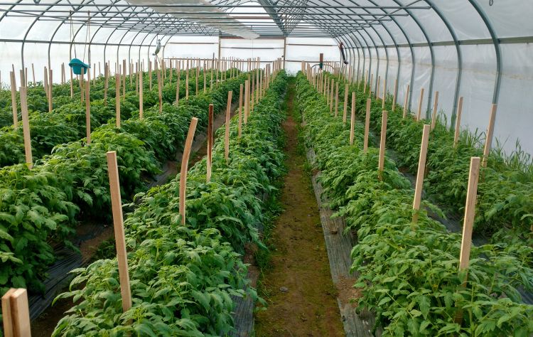 Great looking Mountain Fresh hoophouse tomatoes on April 13, 2016. All photos by Ben Phillips, MSU Extension.