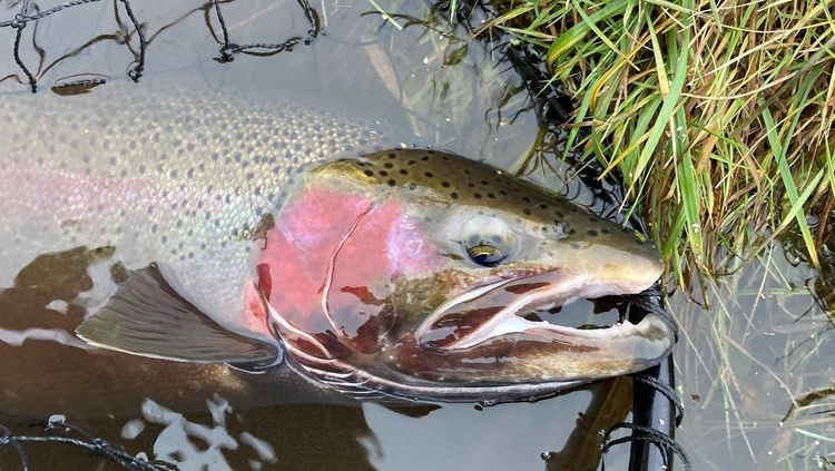 A colorful male steelhead fish has its head above the water in shallow water. The steelhead has a large pink patch of color around its gills.