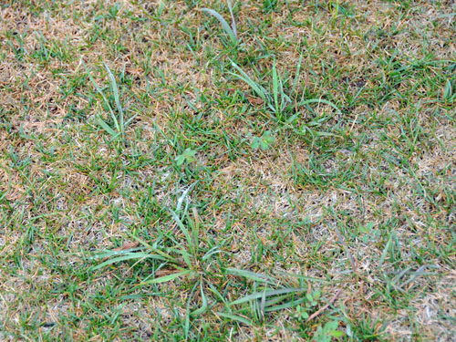  quackgrass3.jpg 