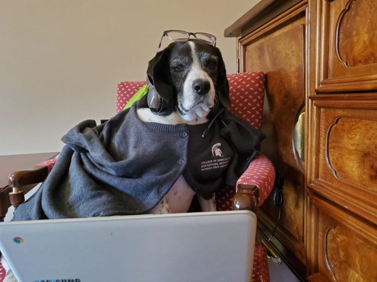 Shelburn, an older black and white hound