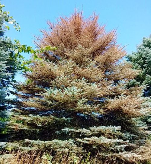 Photo 1. Spruce defoliation by gypsy moth larvae. Photo by K. Eldred, MDARD