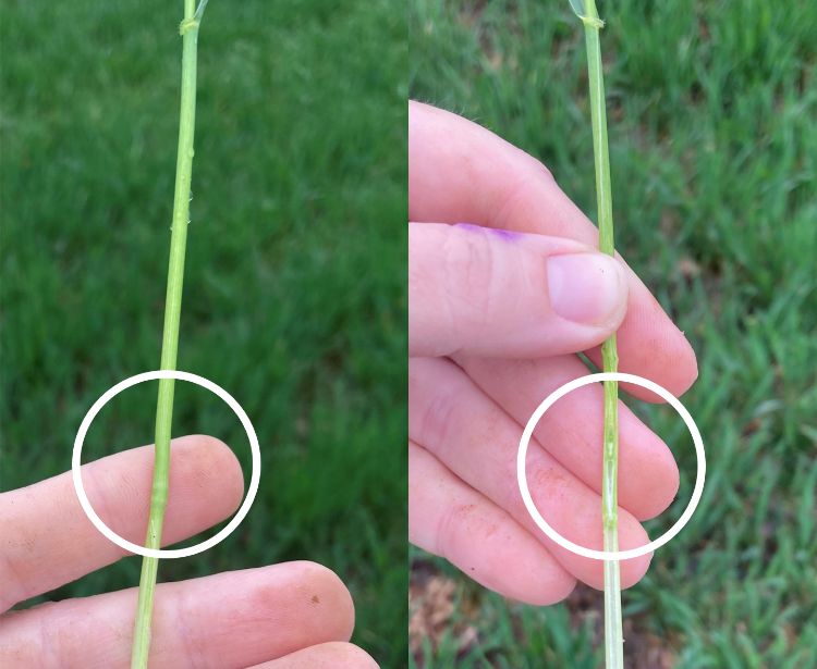 Side-by-side close-up images of a wheat stem held between fingers, with white circles highlighting key growth stages. The left image shows a node (joint) forming along the stem, while the right image shows the developing head visible within the stem, indicating early reproductive growth.
